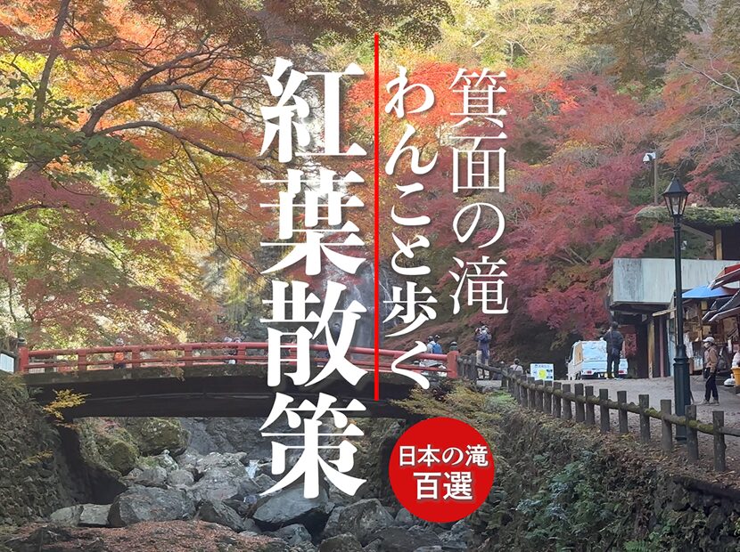 箕面駅から大滝まで往復の道のり、紅葉狩りの動画（約5分尺）